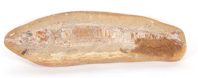 Fossiler Fisch - Kunst, Antiquitäten und Möbel