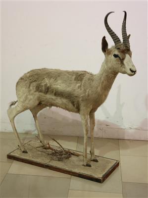 Jagdtrophäe "afrikanische Antilope" - Umění a starožitnosti