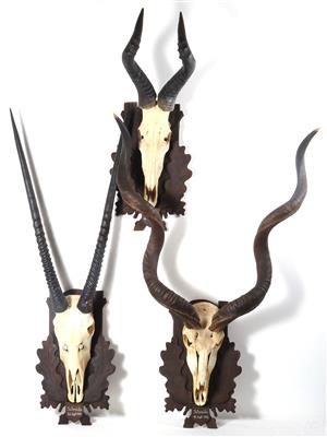 3 afrikanische Jagdtropäen "Antilopen" - Kunst, Antiquitäten, Möbel und Technik