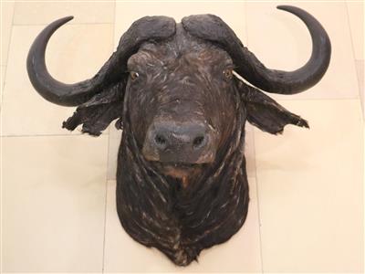 Afrikanische Jagdtrophäe, "Kaffernbüffel" - Arte e antiquariato