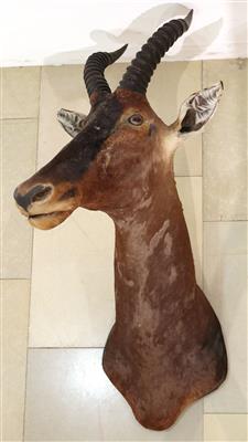 Afrikanische Jagdtrophäe, "Leier- bzw. Halbmondantilope - Antiques and art