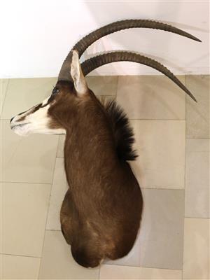 Afrikanische Jagdtrophäe, "Rappenantilope - Arte e antiquariato