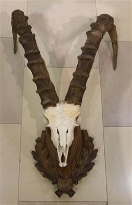 Jagdtrophäe "Steinbock" - Kunst, Antiquitäten, Möbel und Technik