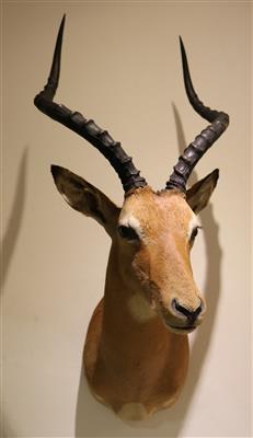 Afrikanische Jagdtrophäe, "Puku Antilope" - Arte e antiquariato