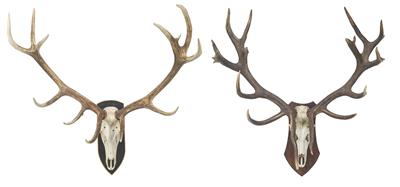 A pair of large deer trophies, - Asiatics, Works of Art and furniture