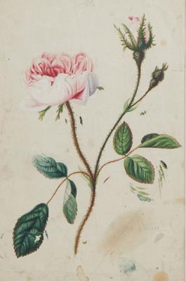Wiener Blumenmaler, um 1800 - Dipinti - piccoli formati
