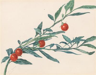 Heinrich Carl Schubert - Mistrovské kresby, Tisky do roku 1900, Akvarely a miniatury