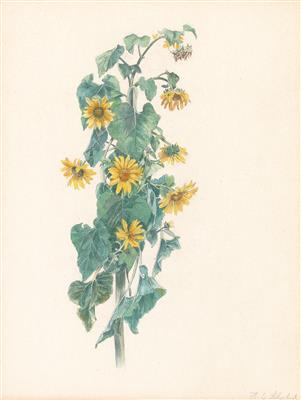 Heinrich Carl Schubert - Disegni e stampe fino al 1900, acquarelli e miniature