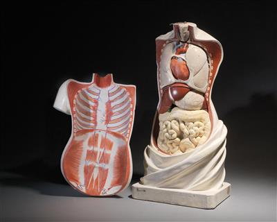 Anatomical Torso - Source