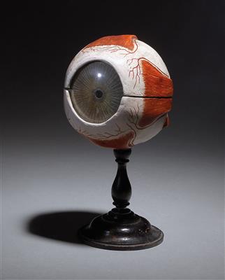 Anatomisches Modell des menschlichen Auges, - Tribal Art