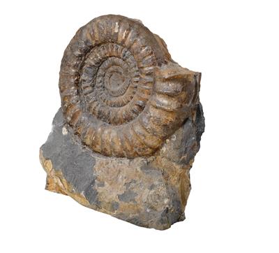 Fossiler Ammonit, - Furniture, carpets