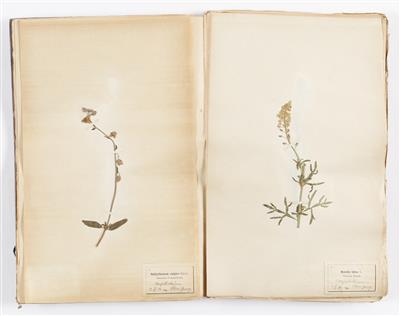 Herbarium mit ca. 115 Stück - Arte e antiquariato