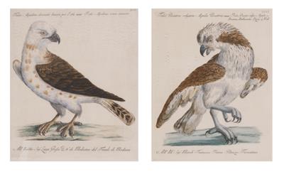 Paar ornithologische Bilder aus der "Storia Naturale degli Ucelli...", - Obrazy