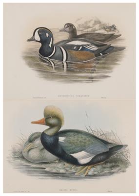 John Gould (1804-1884)  &  Henry Constantine Richter (1821-1902), Paar Bilder: - Obrazy