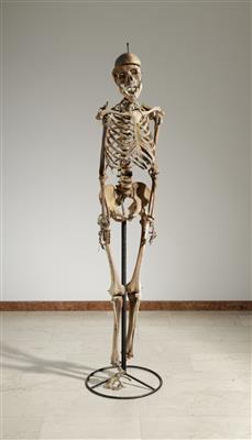 Anatomisches Modell eines menschlichen Skelettes, Anfang 20. Jahrhundert - Arte e antiquariato