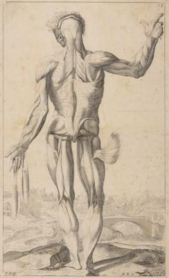 Andreas Vesalius - Bilder