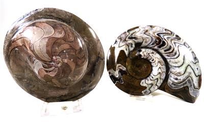 Zwei Ammoniten - Kunst, Antiquitäten und Schmuck