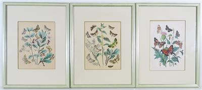 Drei kolorierte Lithografien mit verschiedenen Arten von Schmetterlingen - Schmuck, Kunst und Antiquitäten